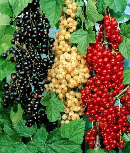 Куплю домашню смородину