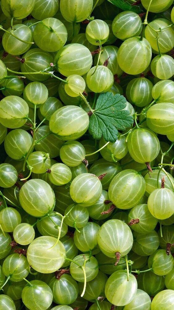 Куплю домашній агрус (крижовник)