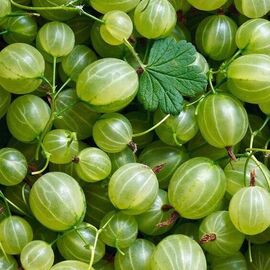 Куплю домашній агрус (крижовник)