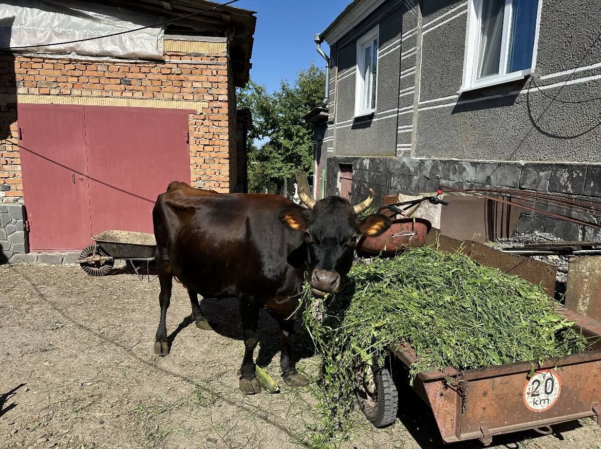 Продам корову породи Джерсей