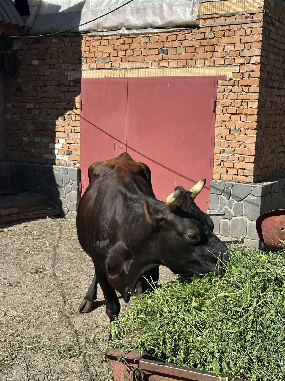 Продам корову породи Джерсей