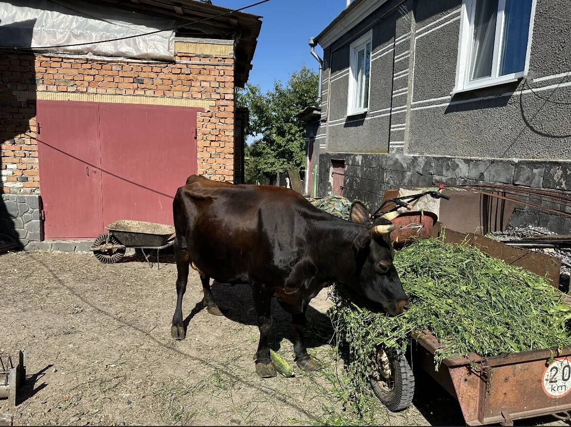 Продам корову породи Джерсей