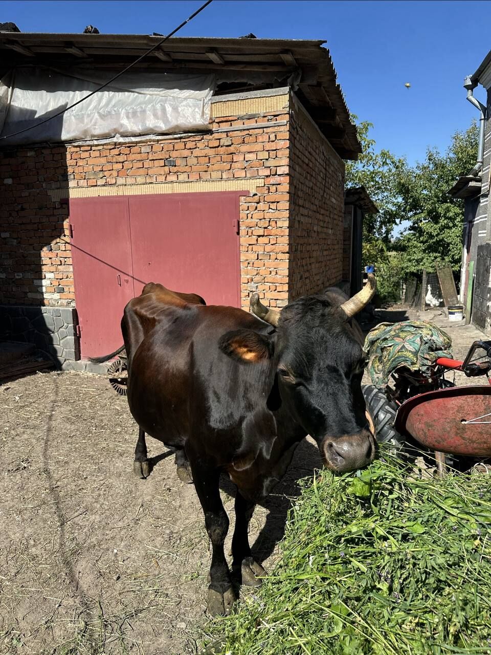 Продам корову породи Джерсей