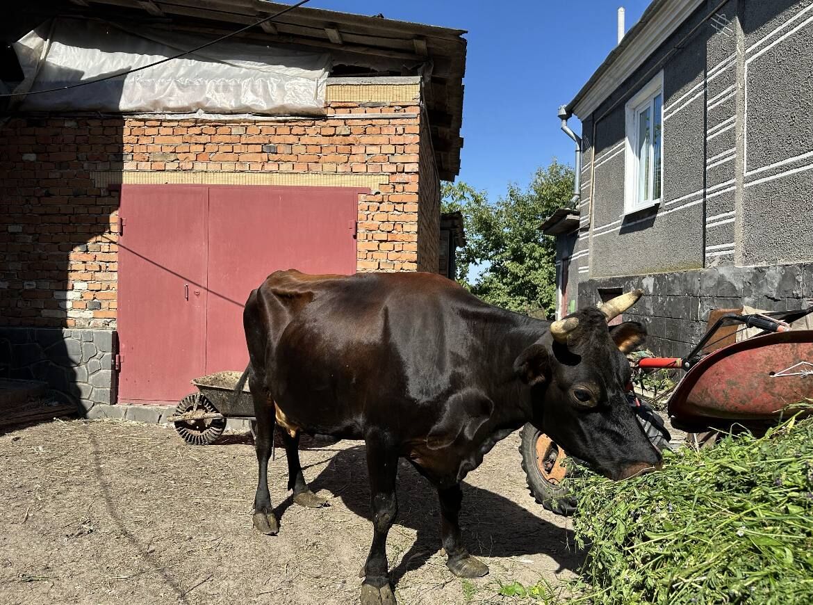 Продам корову породи Джерсей