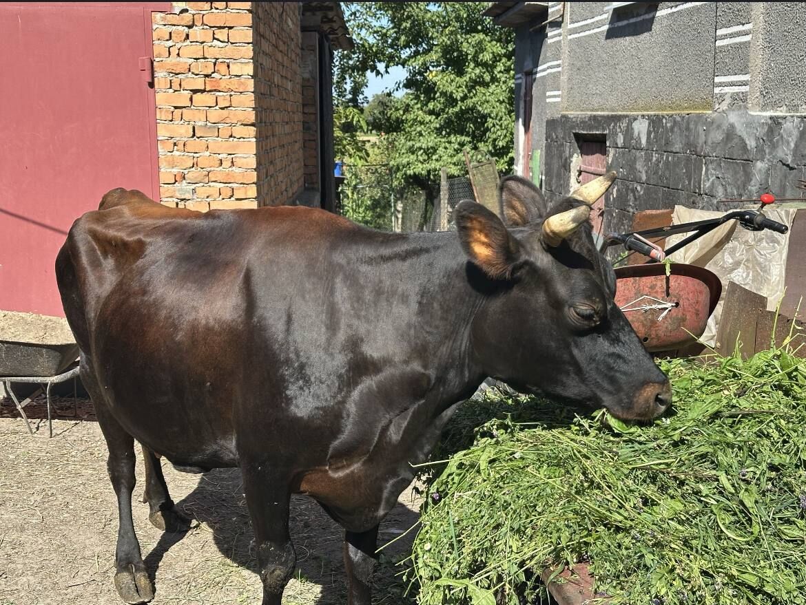 Продам корову породи Джерсей