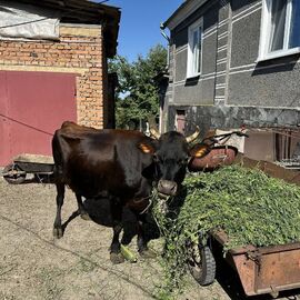 Продам корову породи Джерсей