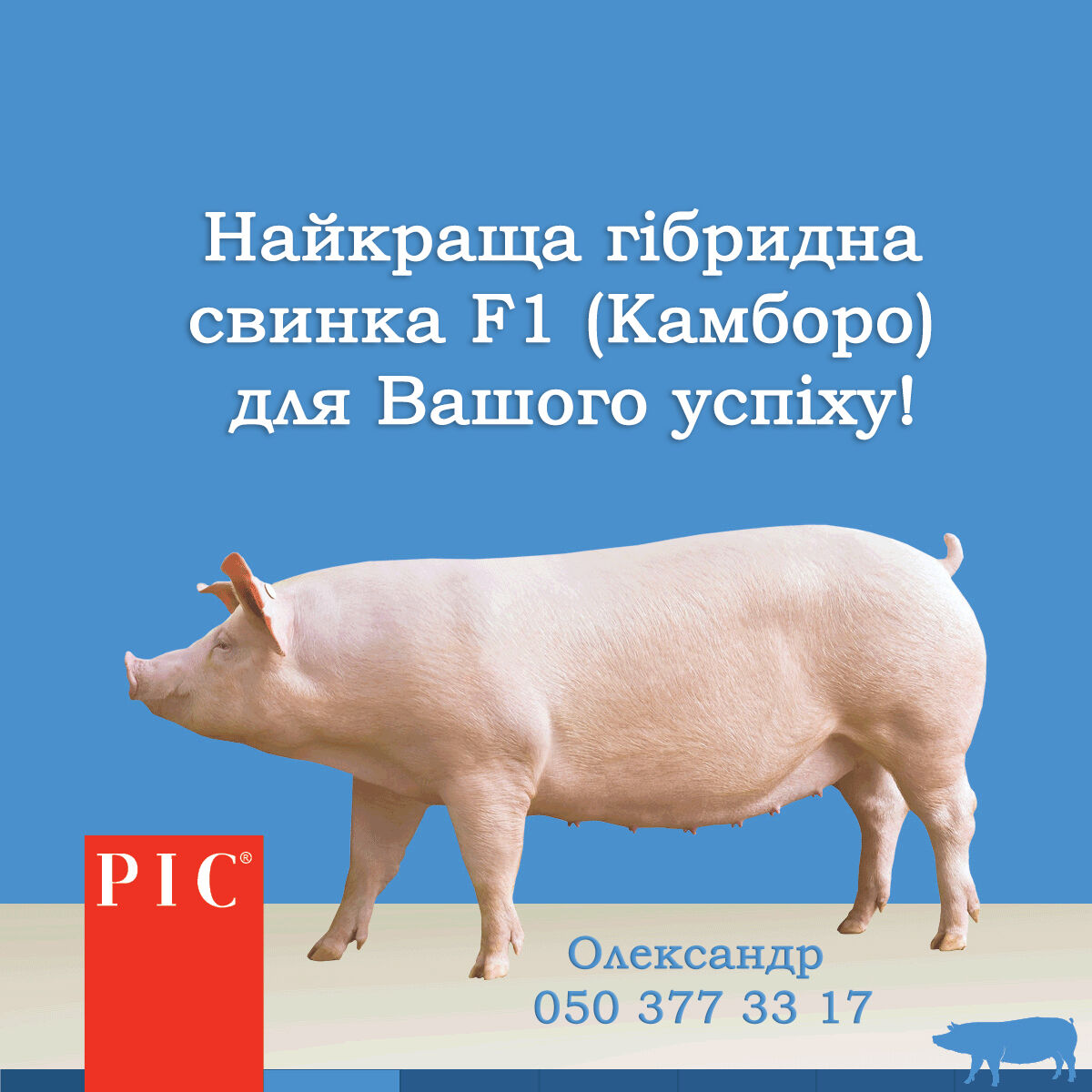 Ремонтні свинки Ф1 Камборо – генетика РІС