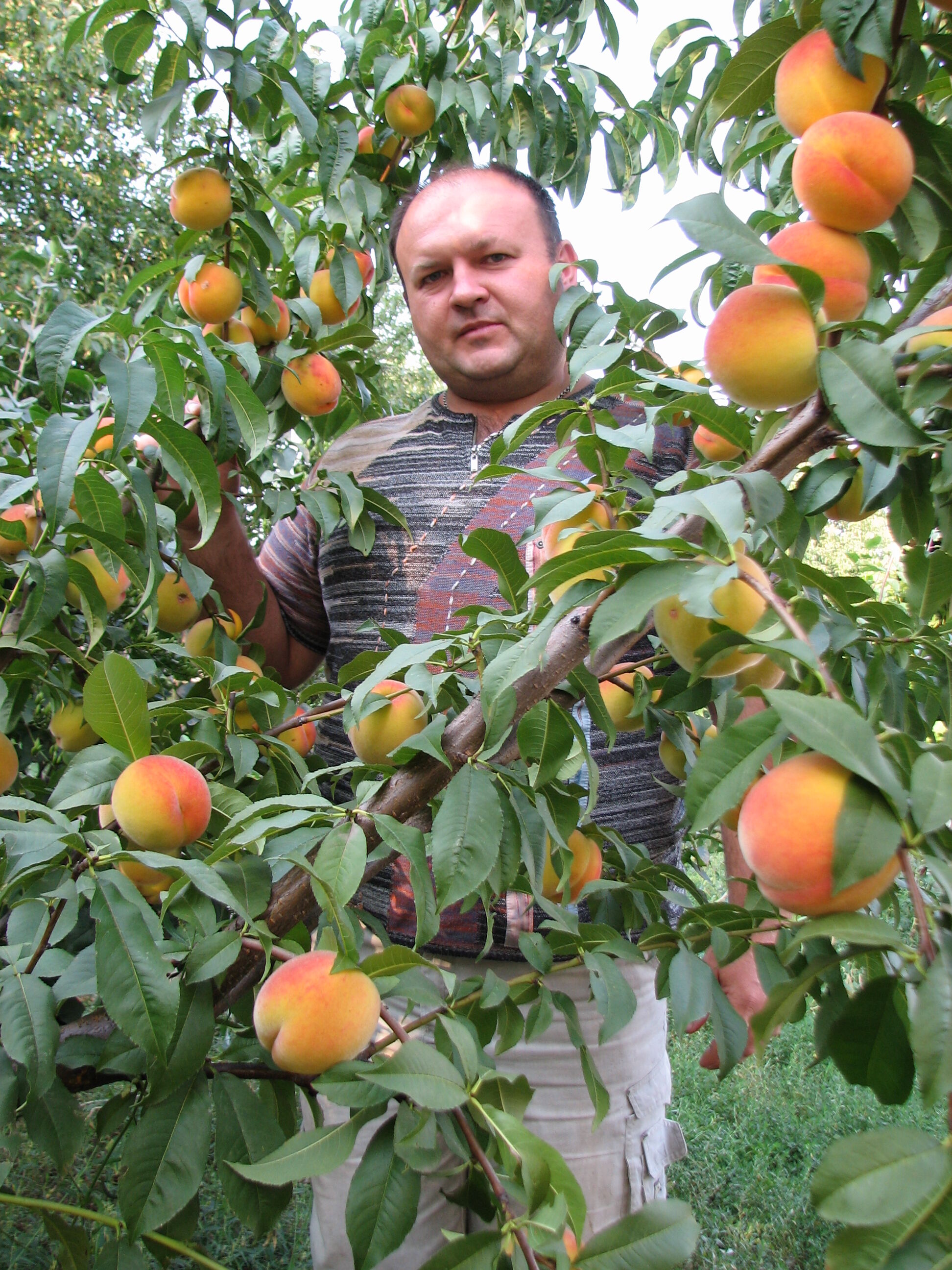 Послуги агронома