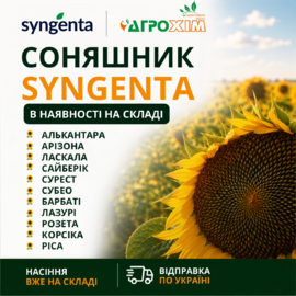 Гібриди соняшнику Syngenta вже в наявності на складі «Агрохім»