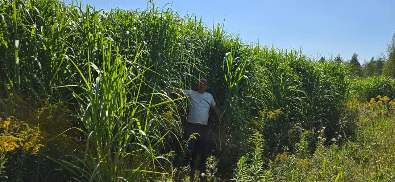 Саджанець (Ризома) енергетичної культури Міскантус Гіганський.