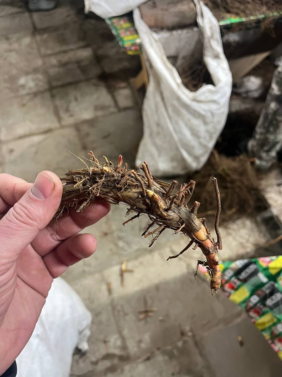 Саджанець (Ризома) енергетичної культури Міскантус Гіганський.