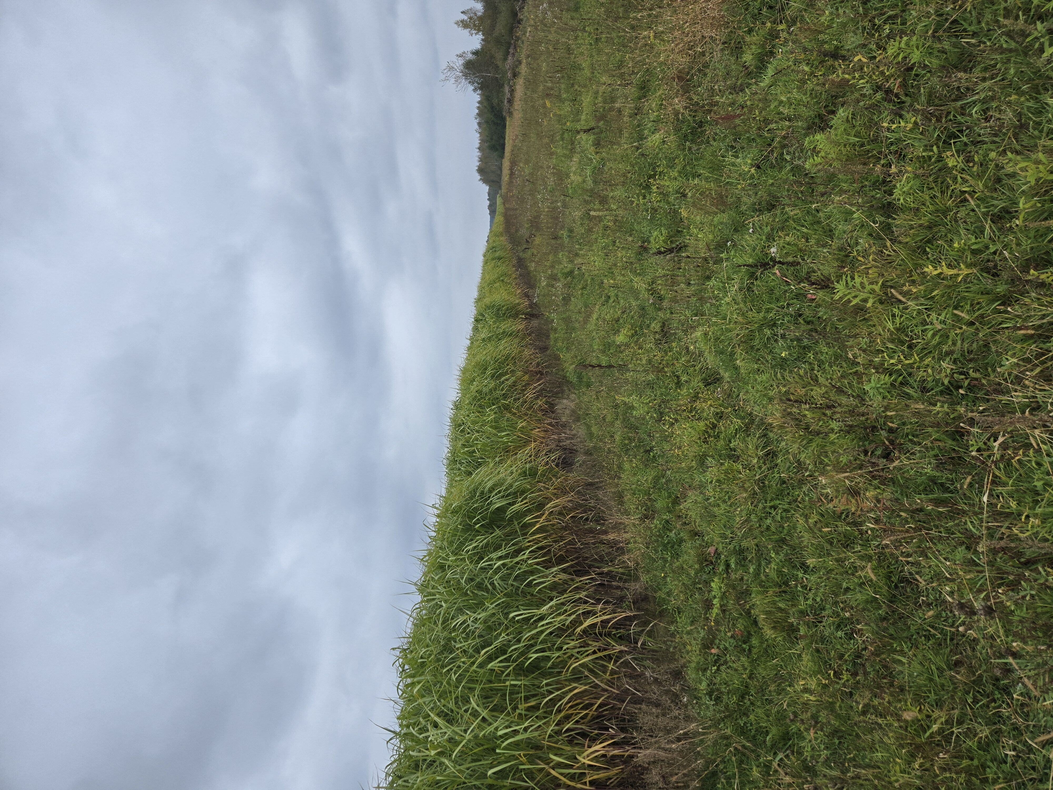 Саджанець (Ризома) енергетичної культури Міскантус Гіганський.