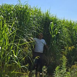 Саджанець (Ризома) енергетичної культури Міскантус Гіганський.