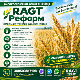 Озима пшениця RAGT РЕФОРМ