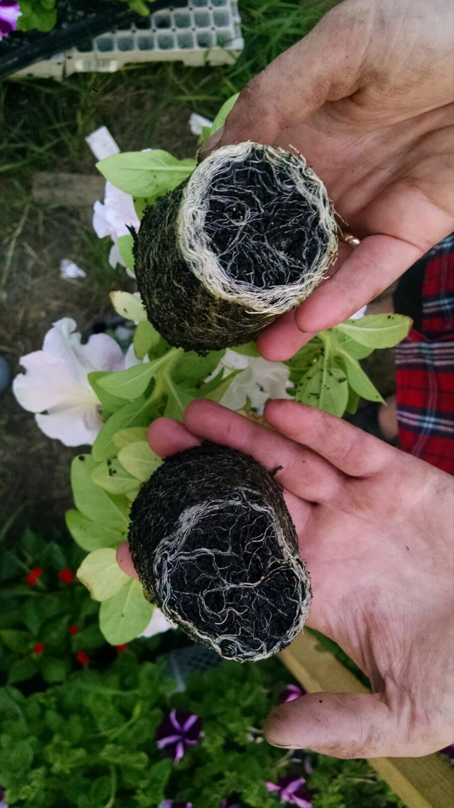 ЖИВОРОСТ