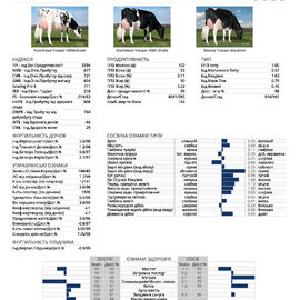 спермопродукція бугай TROOPER