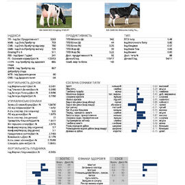 спермопродукція Бугай T REX голштин чорно-рябий