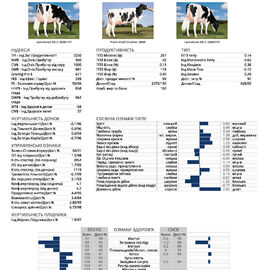 спермопродукція Бугай CRUSHER голштин чорно-рябий