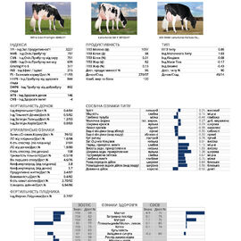 спермопродукція Бугай FRAMPTON голштин чорно-рябий