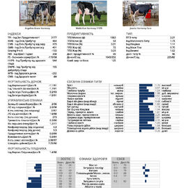 спермопродукція бугай HARMONY