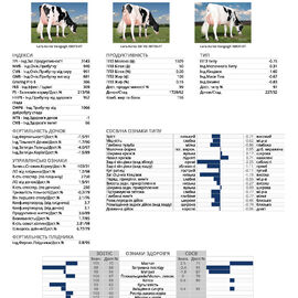 спермопродукція Бугай VAN GOGH