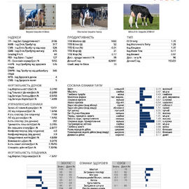 Бугай ESQUIRE голштин чорно-рябий