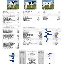 спермопродукція Бугай CONFIRM голштин