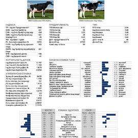 спермопродукція Бугай HUMPTY голштин