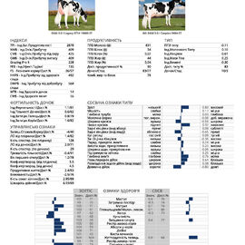 спермопродукція Бугай BARLET голштин