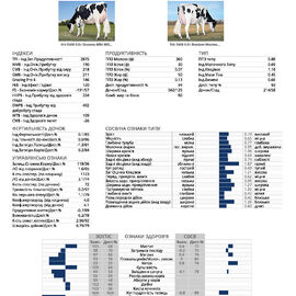 спермопродукція Бугай TACITUS голштин
