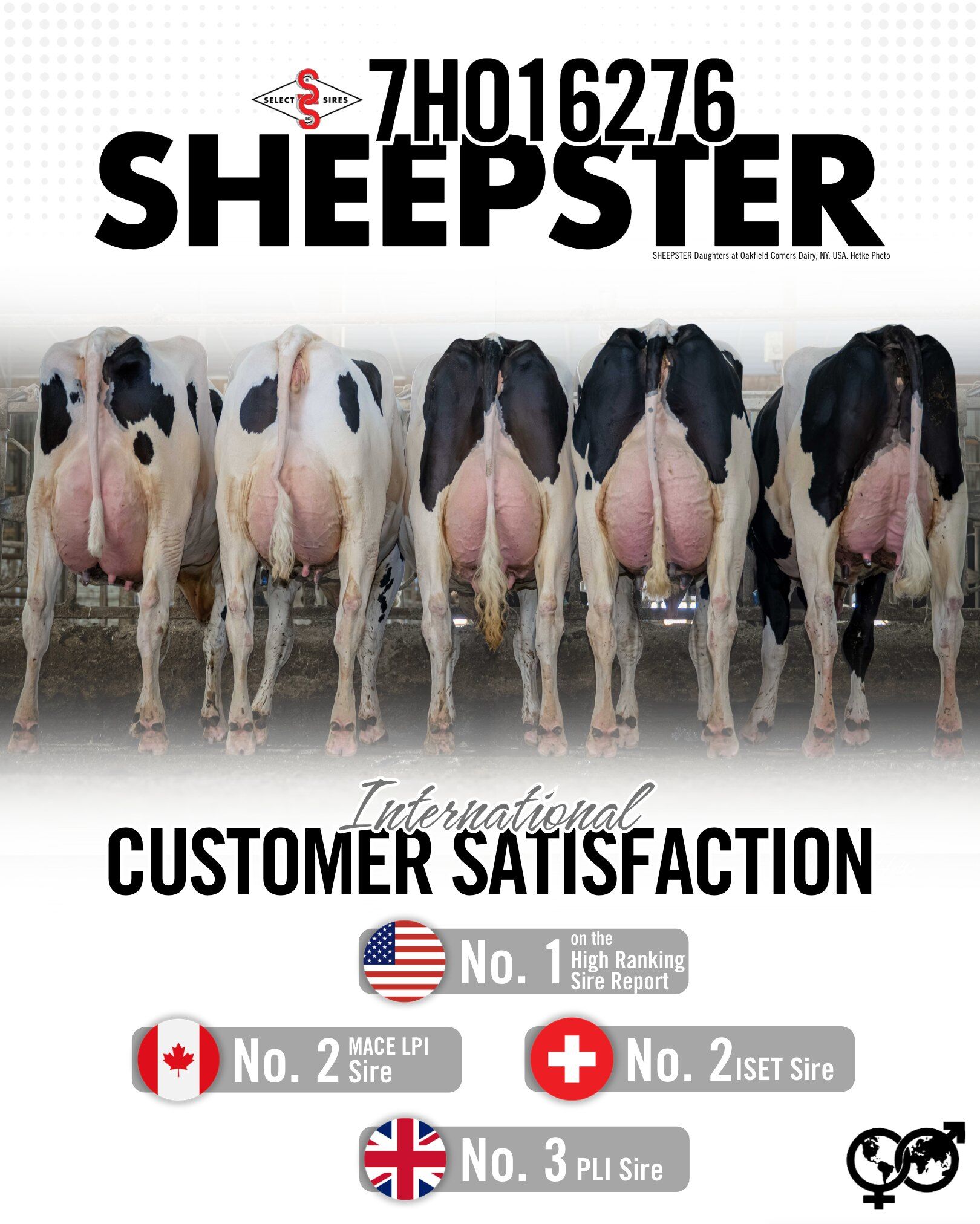 Спермопродукція бугай 𝗦𝗛𝗘𝗘𝗣𝗦𝗧𝗘𝗥