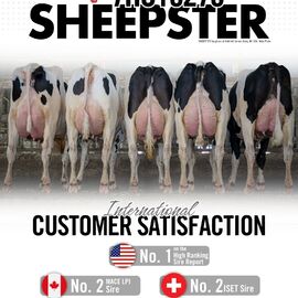 Спермопродукція бугай 𝗦𝗛𝗘𝗘𝗣𝗦𝗧𝗘𝗥