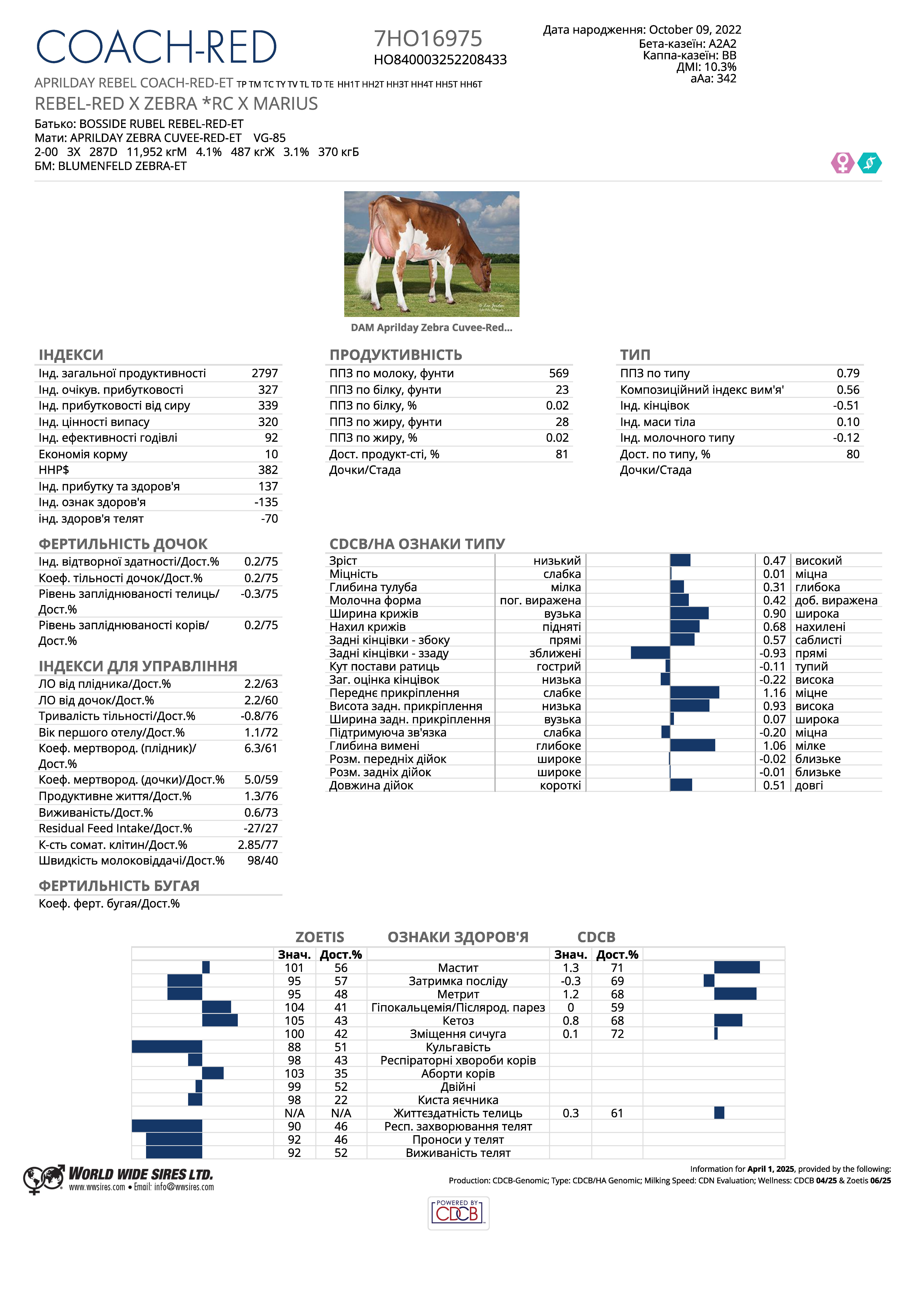спермопродукція бугай Коач Ред голштин червоно-рябий