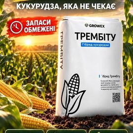 Насіння кукурудзи Трембіта ФАО 280 (Мішок (80 тис. насіння))
