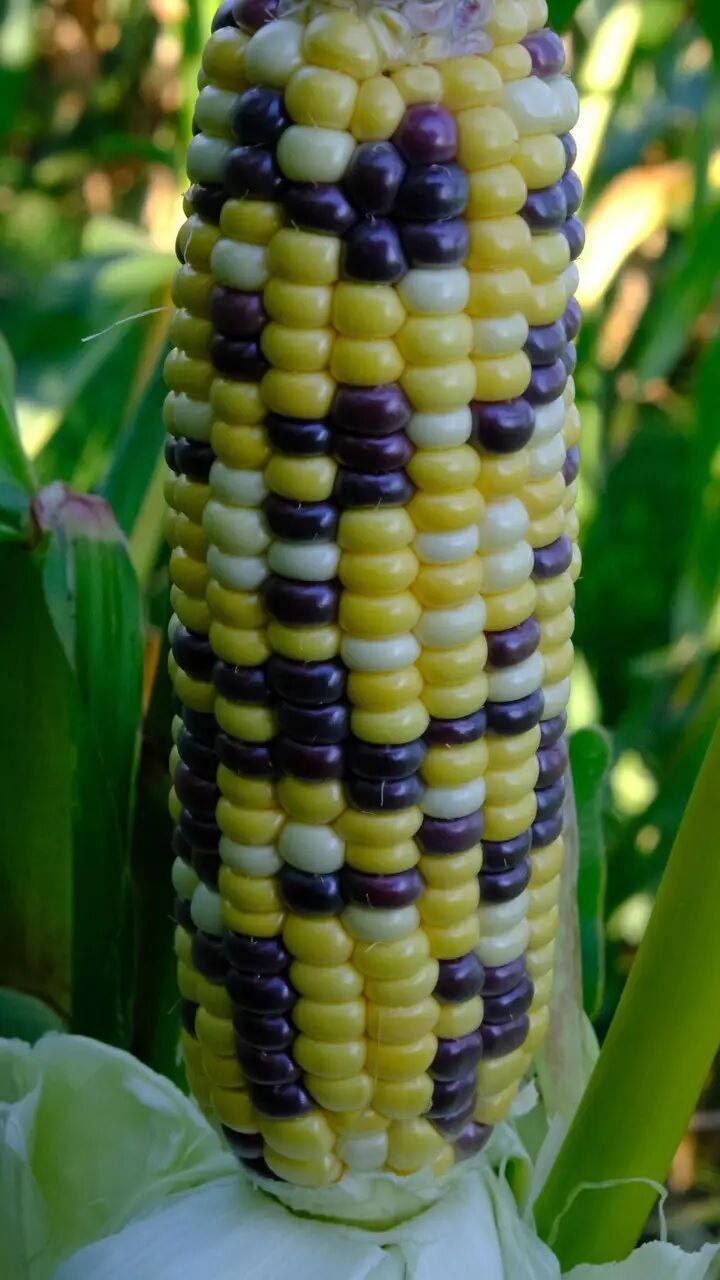 Seeds of sugar corn “Bordeaux (Ukrainian Bicolor) F1”, blue-yellow bicolor 50nas (ss)