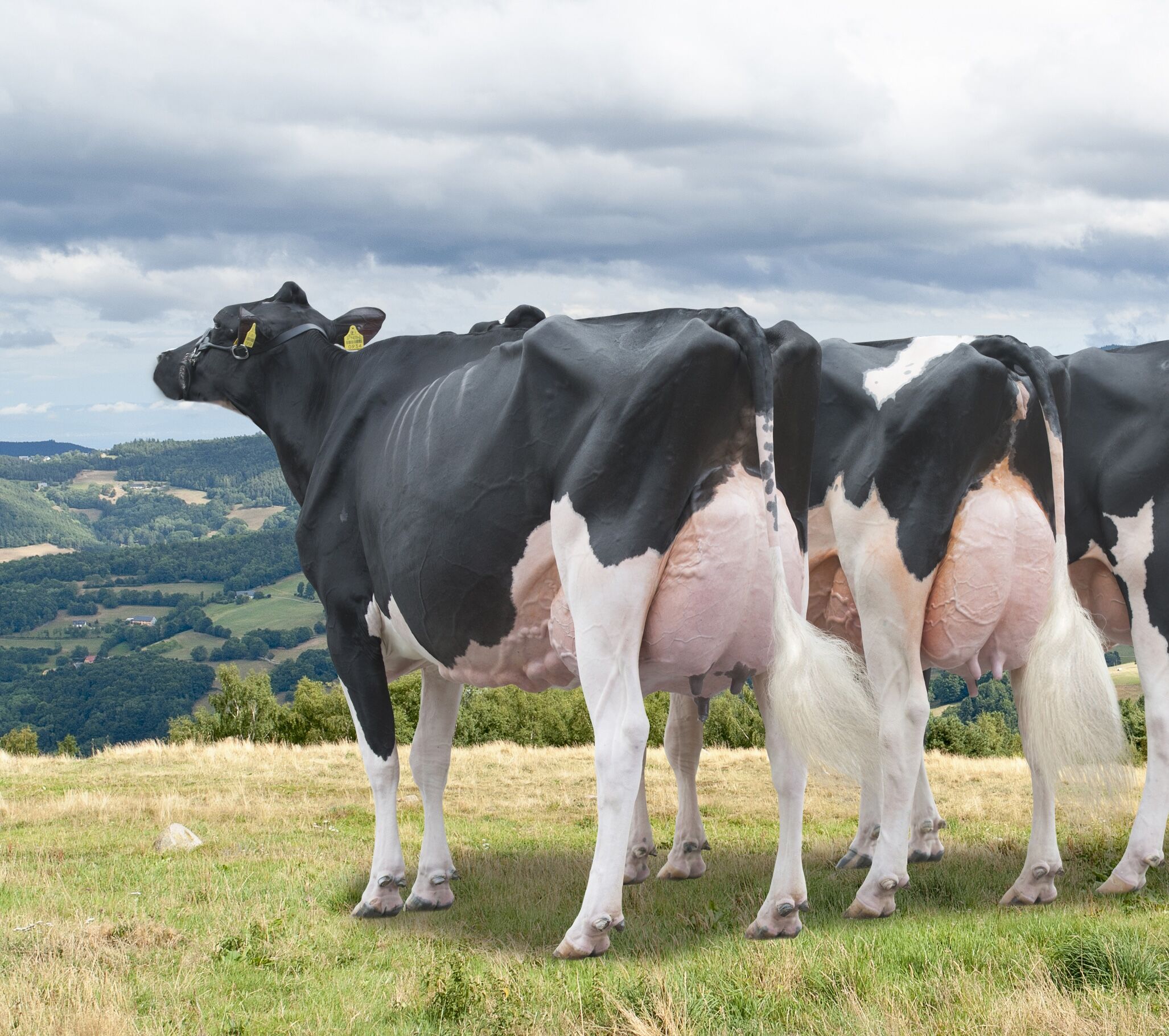 World Wide Mating Service (WMS): Оцінка Стада