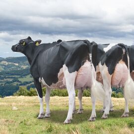 World Wide Mating Service (WMS): Оцінка Стада