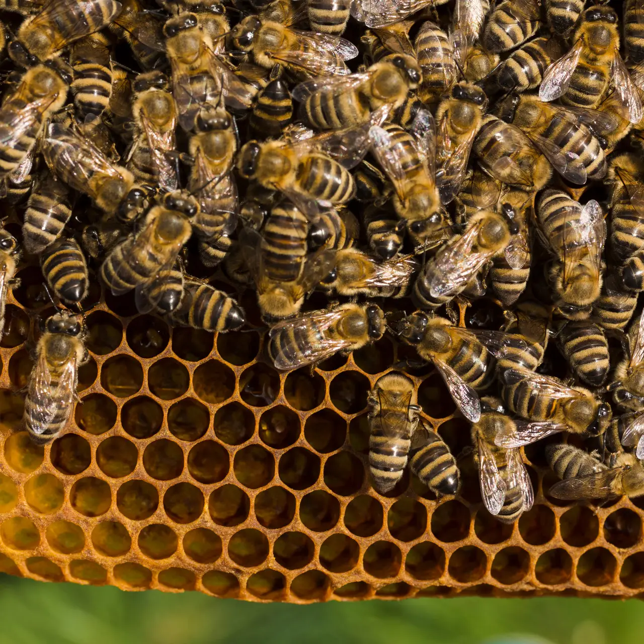 Соєве борошно Пан Гарбуз — білкова підгодівля для бджіл