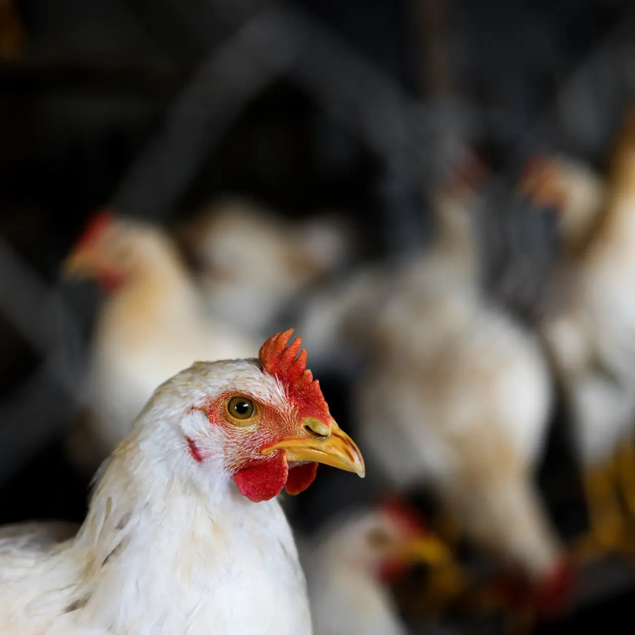 БВМД “ВІДГОДІВЛЯ 35%” для бройлерів з 11 до 21 дня життя (25кг)