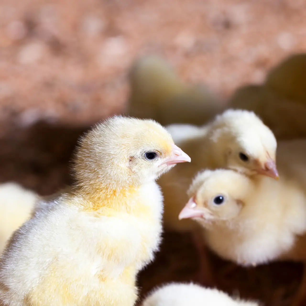 БВМД «СТАРТЕР 40%» для курчат-бройлерів (1-10 днів), 25 кг — для швидкого старту та здорового росту