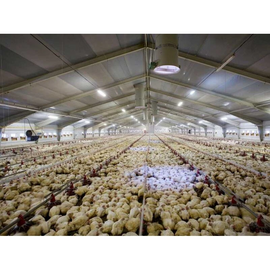 Технології для пташників