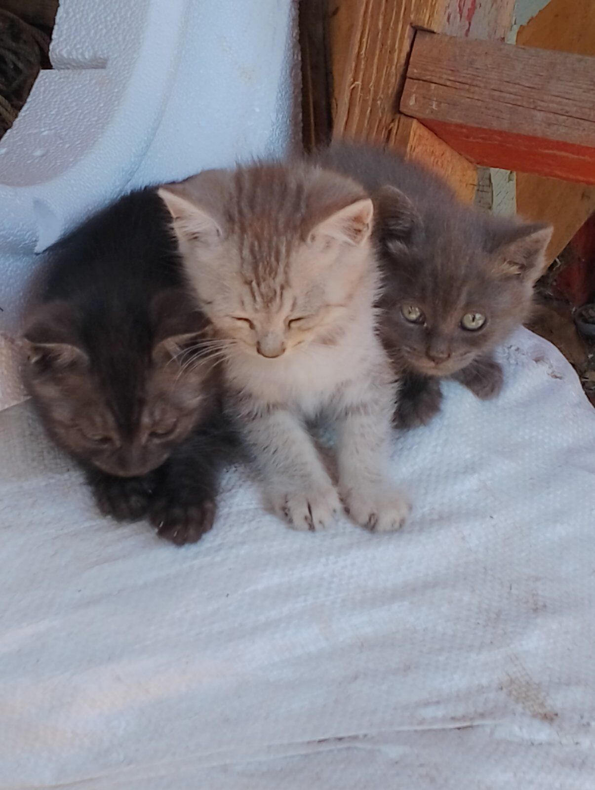 Кошенята в люблячі руки