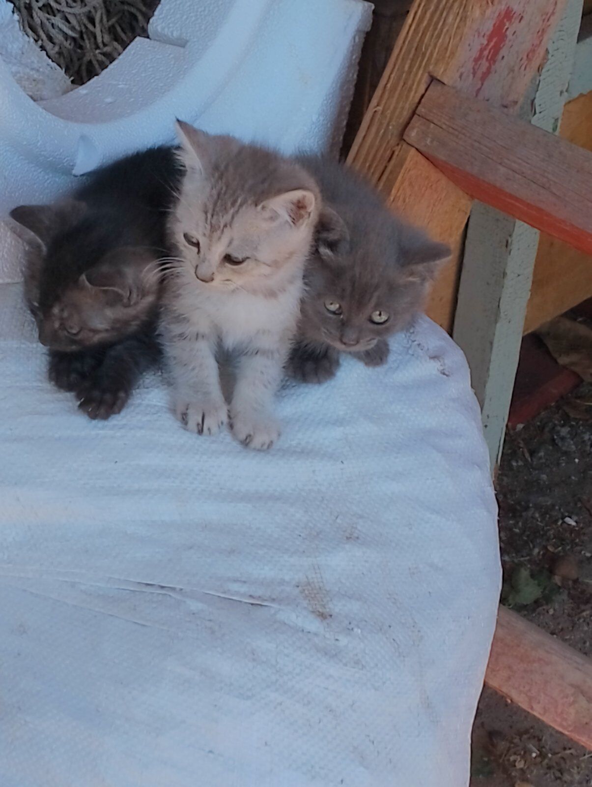 Кошенята в люблячі руки